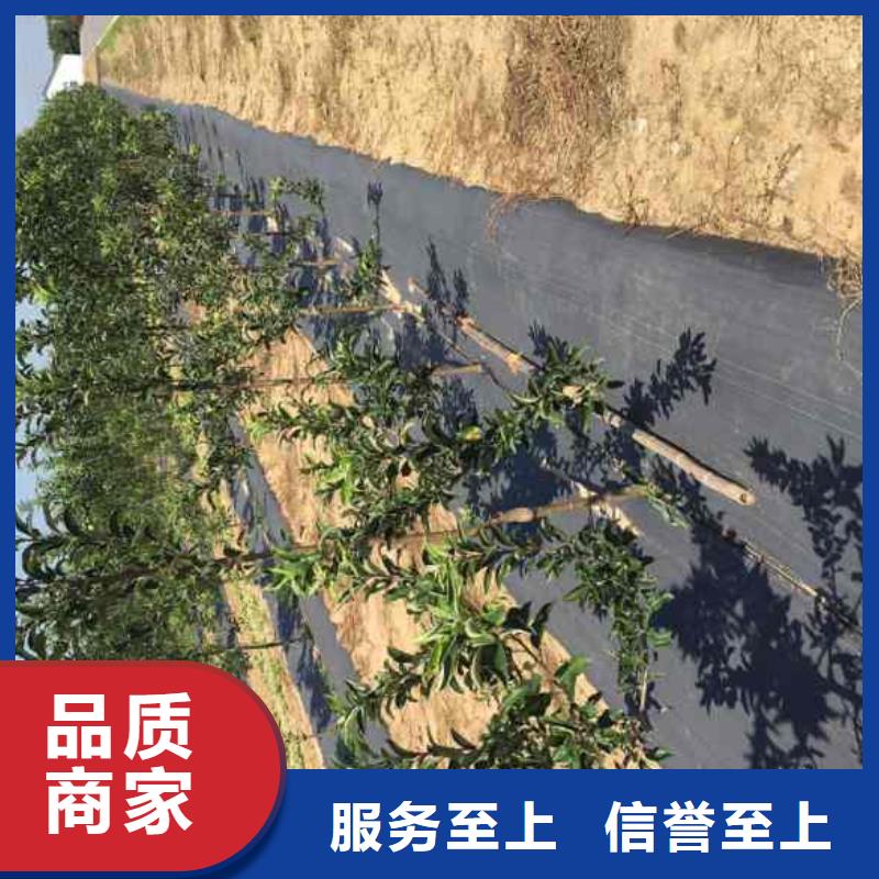 苹果苗,桃树苗拒绝差价