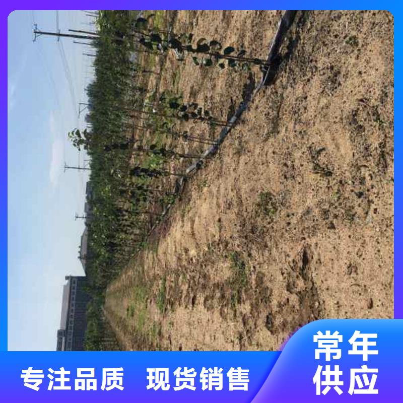 苹果苗花椒苗多种场景适用
