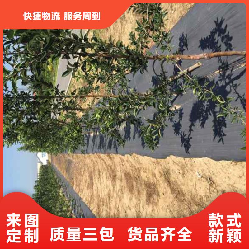 苹果苗质量三包