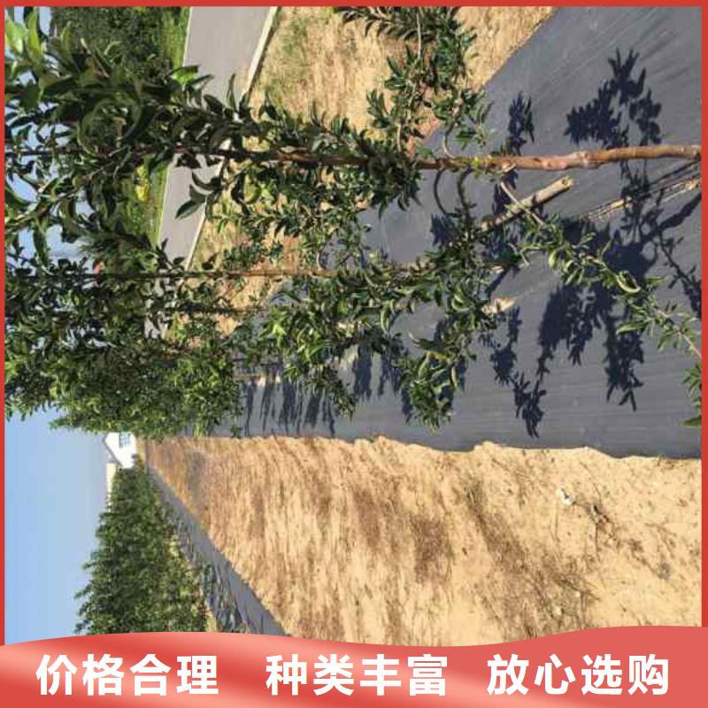 苹果苗花椒苗多种场景适用