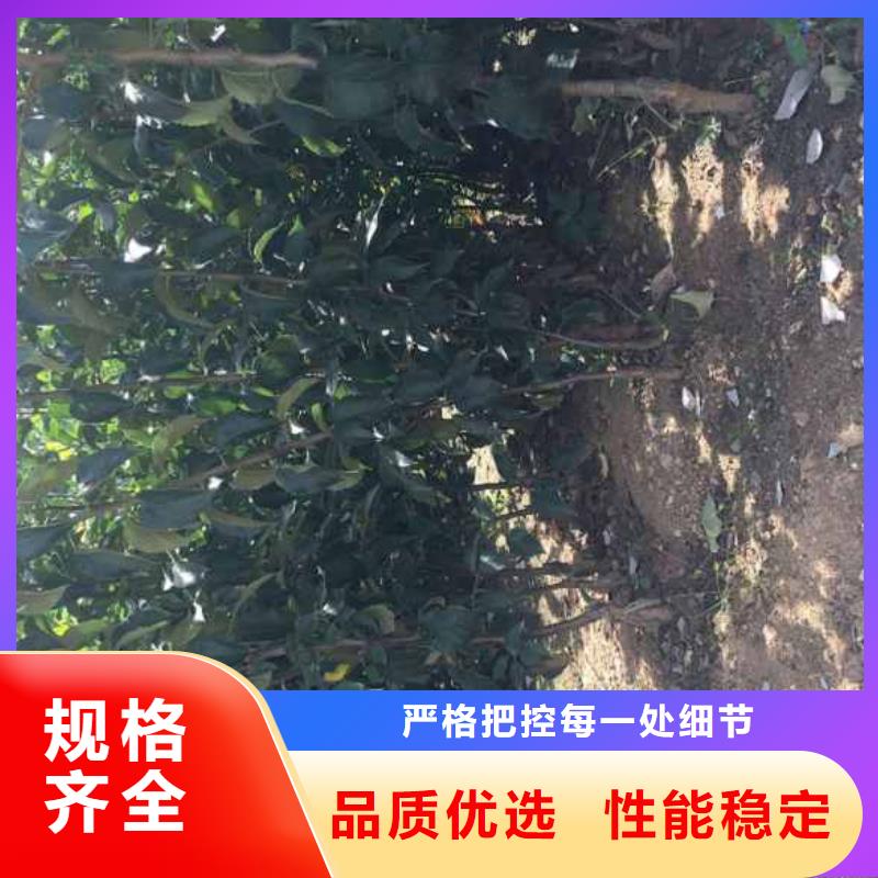苹果苗花椒苗多种场景适用