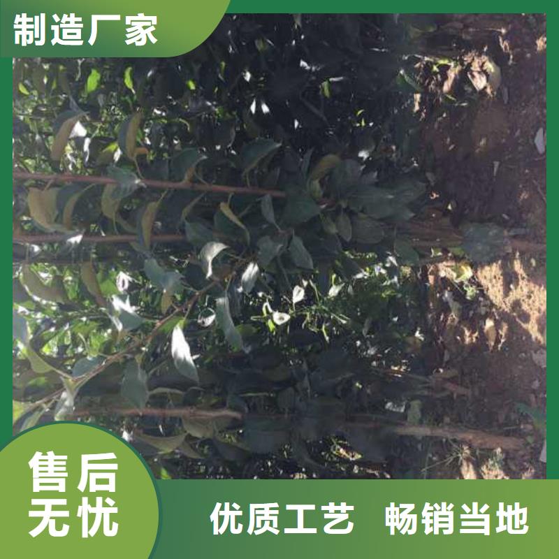 苹果苗_花椒苗厂家直营