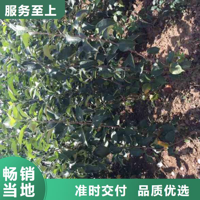 苹果苗【蓝莓苗】做工细致