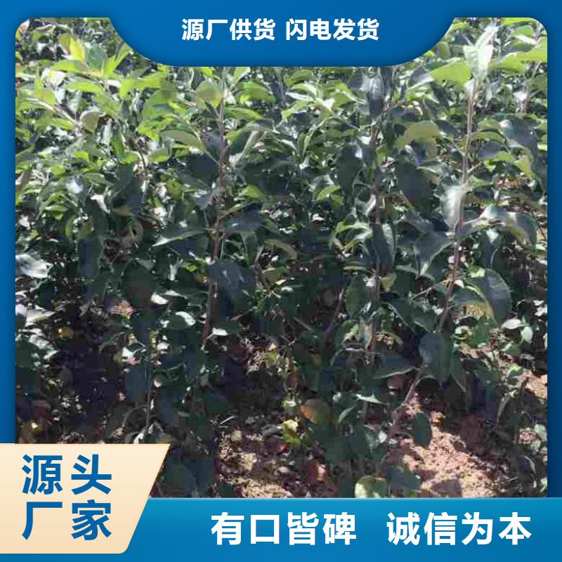 【苹果苗梨树苗现货满足大量采购】