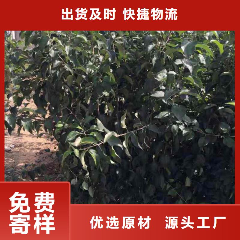 苹果苗花椒苗多种场景适用