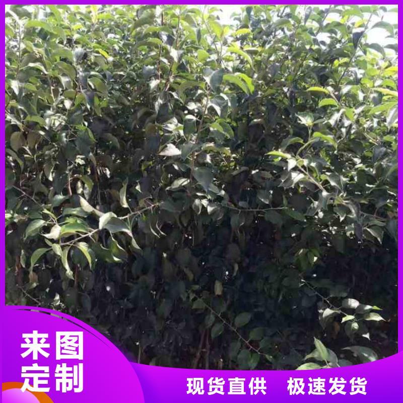 晋中 当地 苹果苗桃树苗种类齐全