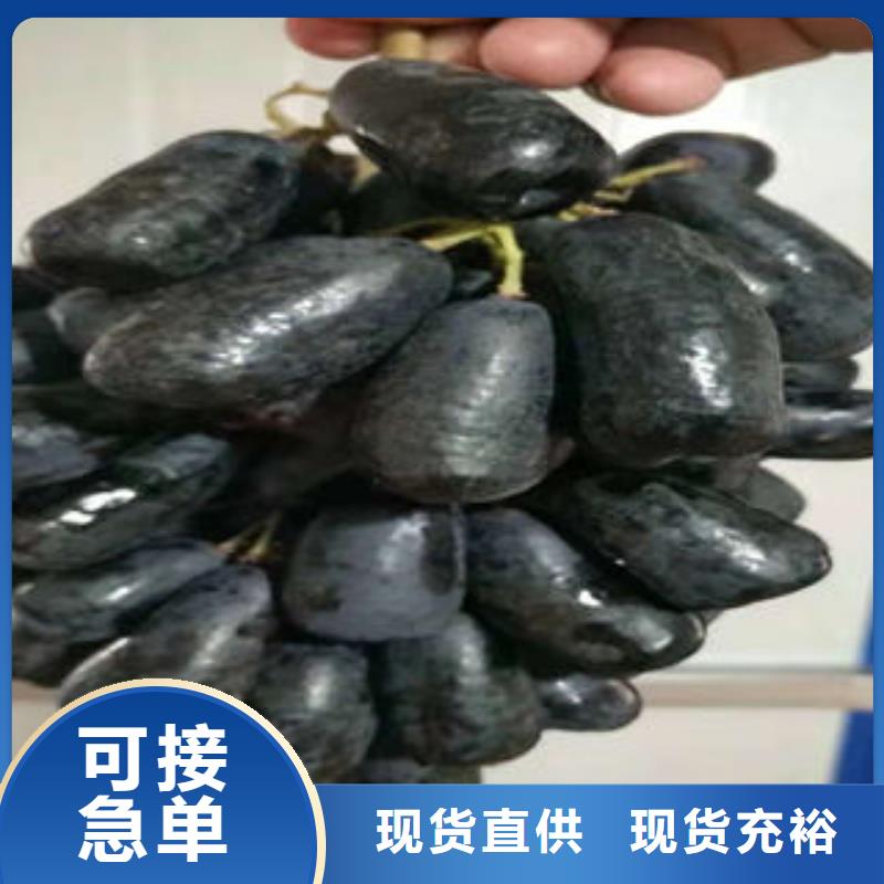 葡萄苗蓝莓苗放心购