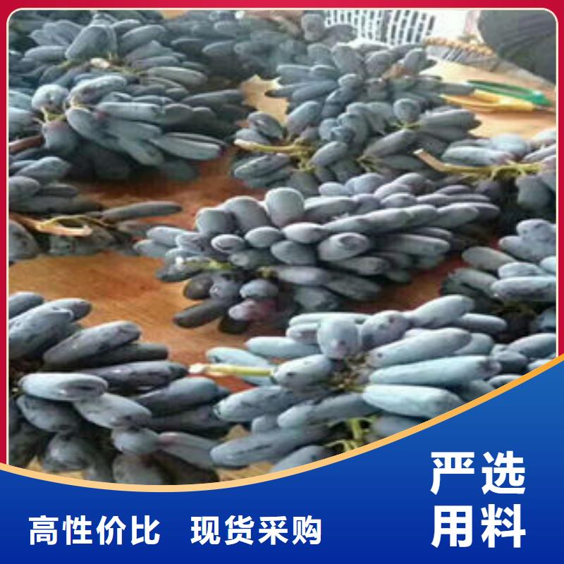 葡萄苗桃树苗快速报价