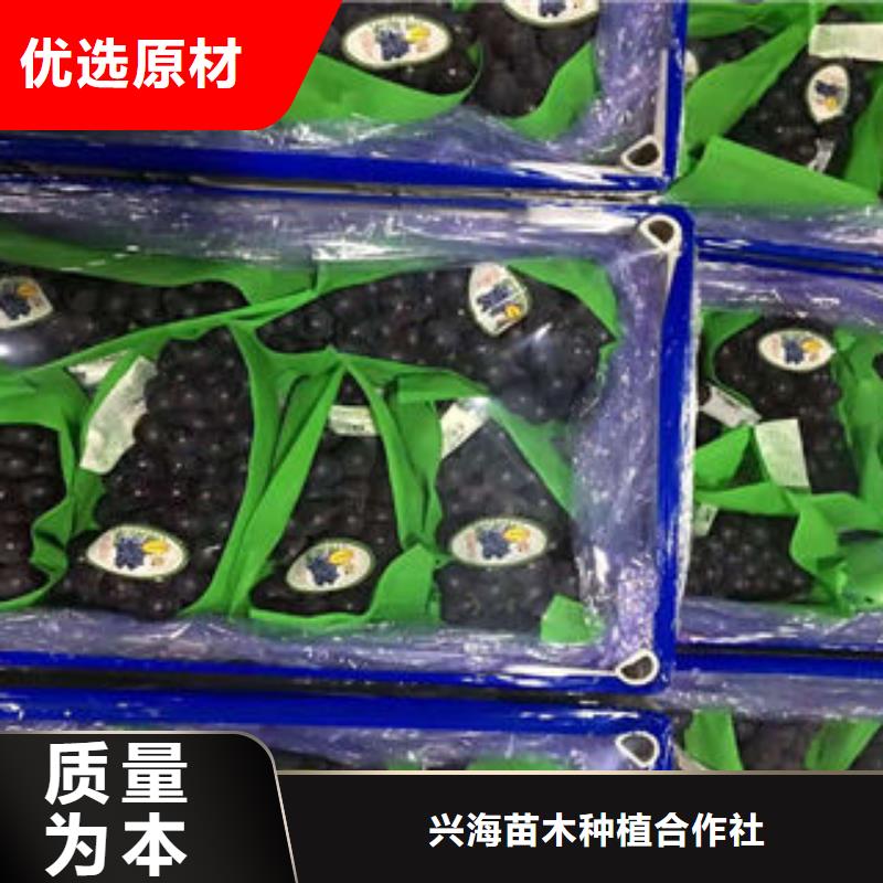葡萄苗桃树苗用心制造