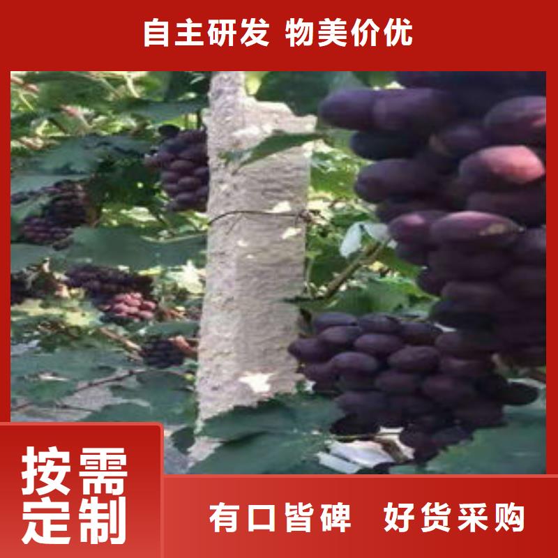 葡萄苗蓝莓苗放心购