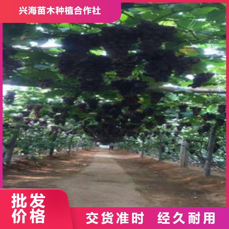 葡萄苗梨树苗注重细节