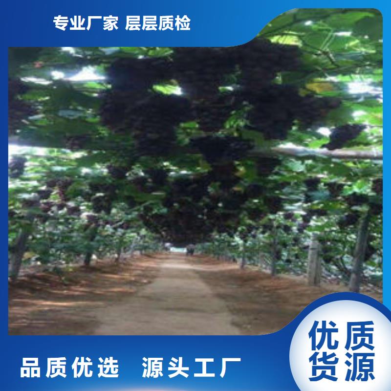 葡萄苗桃树苗用心制造