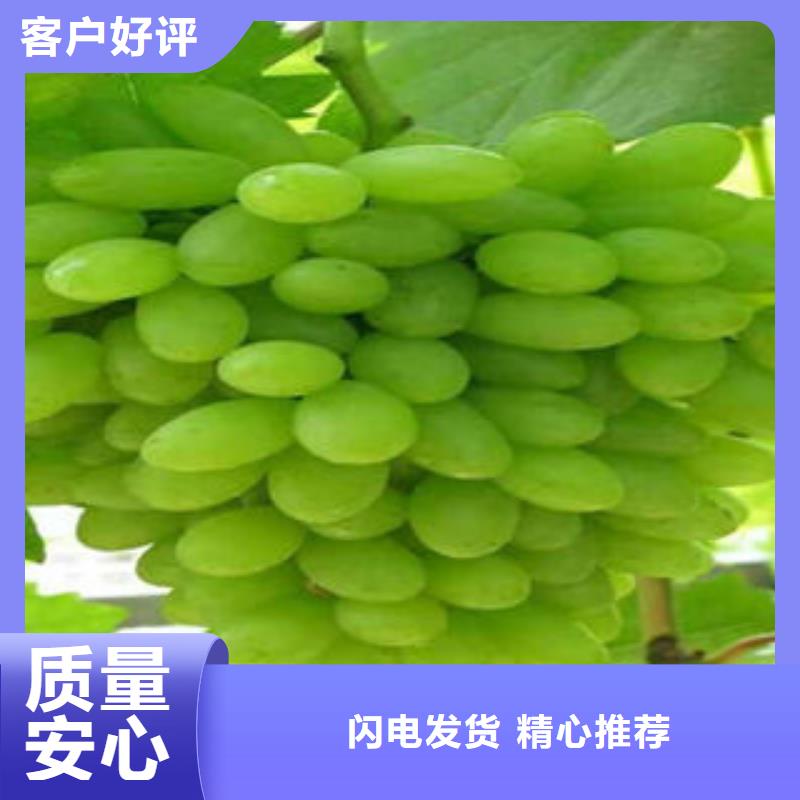 葡萄苗桃树苗快速报价