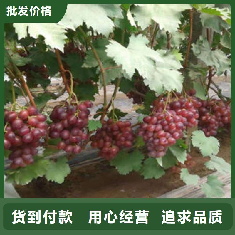 葡萄苗桃树苗用心制造