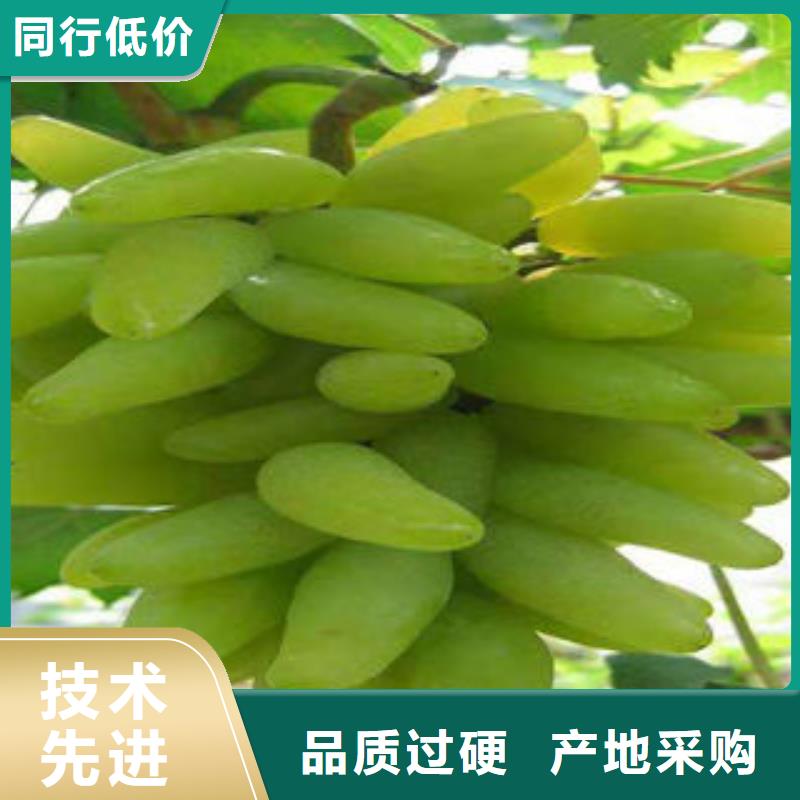 【葡萄苗】桃树苗真材实料加工定制