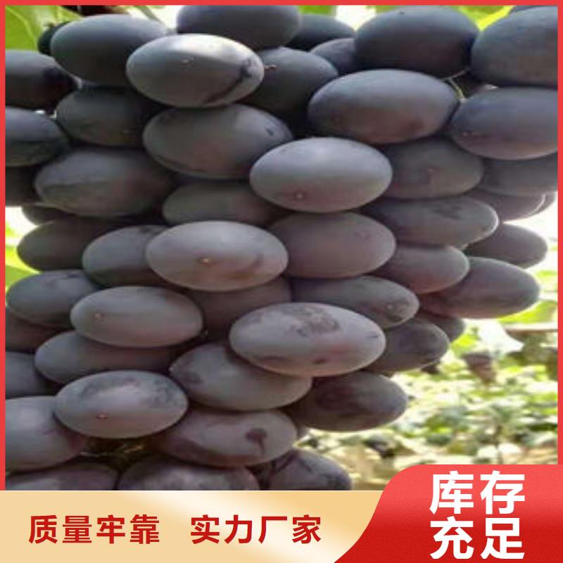 葡萄苗桃树苗快速报价