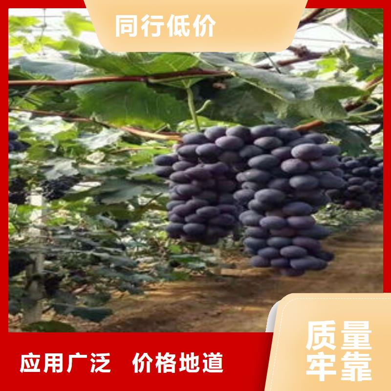 葡萄苗桃树苗快速报价