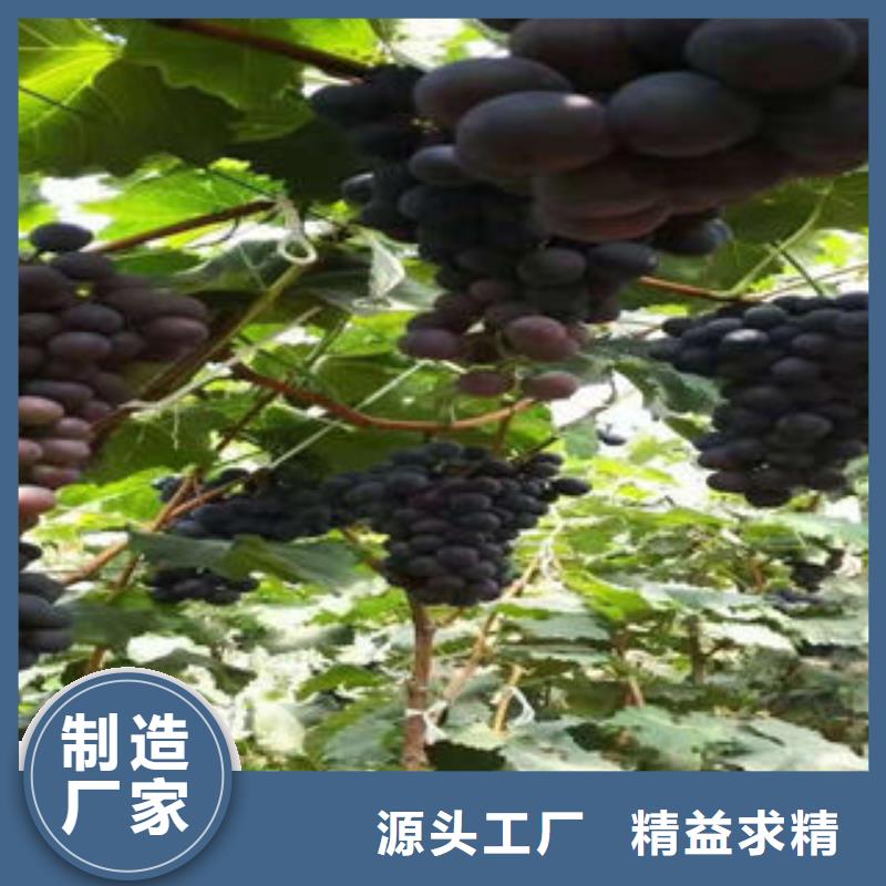 葡萄苗桃树苗快速报价