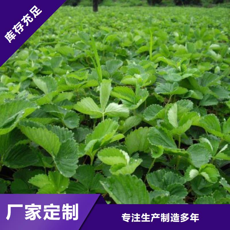 【草莓苗,梨树苗品质服务诚信为本】