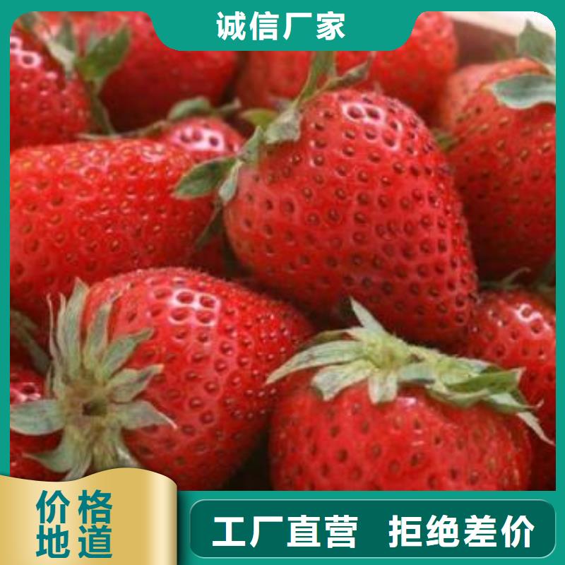 草莓苗花椒苗生产安装