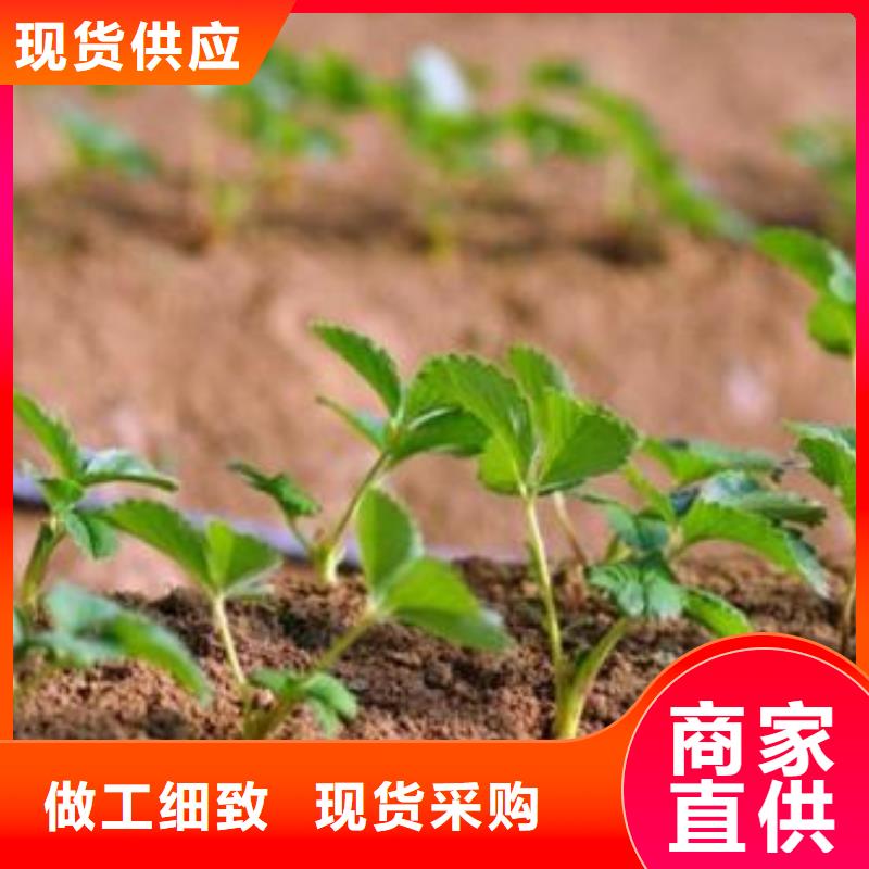 草莓苗花椒苗生产安装