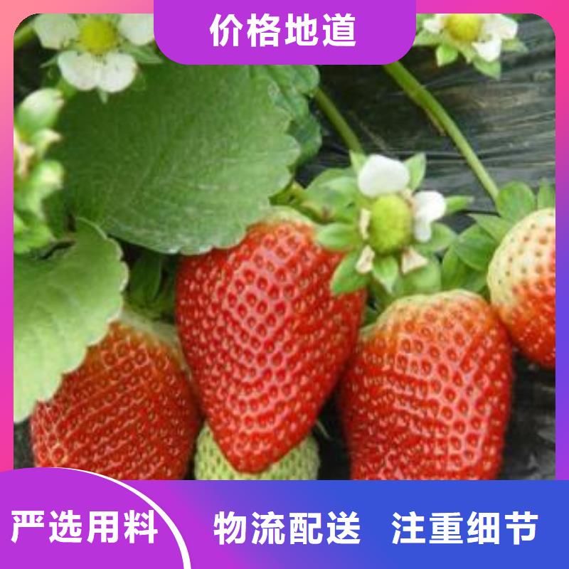 草莓苗_苹果苗精心打造
