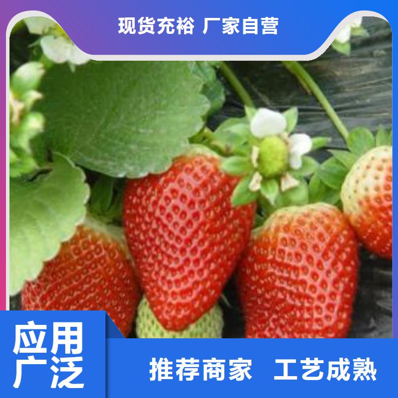 【草莓苗,梨树苗品质服务诚信为本】