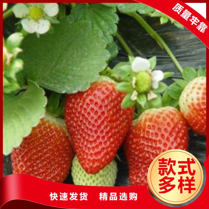 【草莓苗蓝莓苗就近发货】