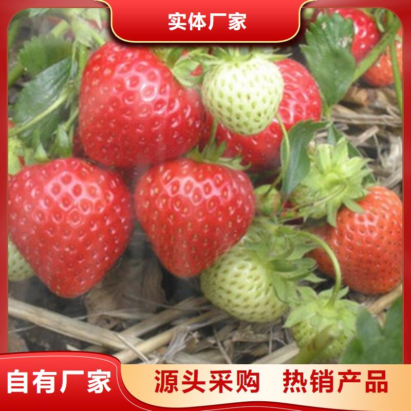 草莓苗梨树苗物流配货上门