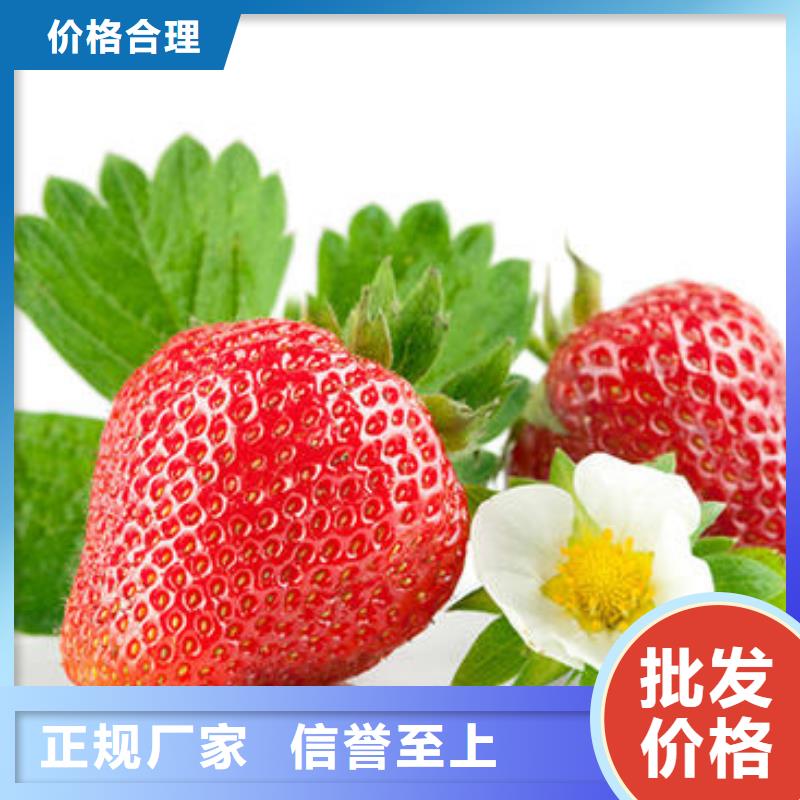 草莓苗梨树苗源头工厂量大优惠