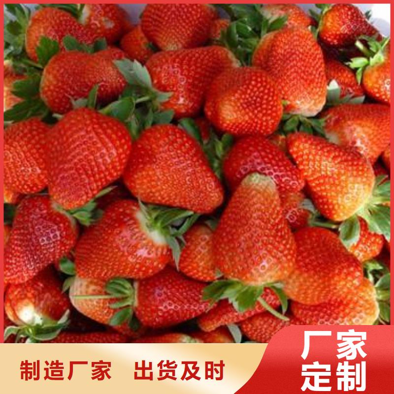 草莓苗花椒苗售后服务完善