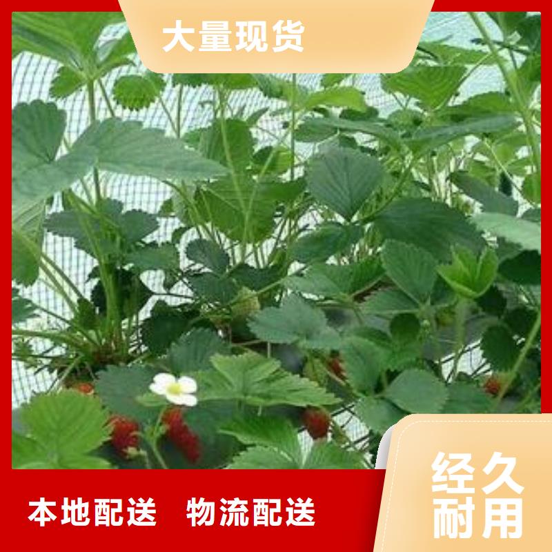 草莓苗苹果苗匠心制造