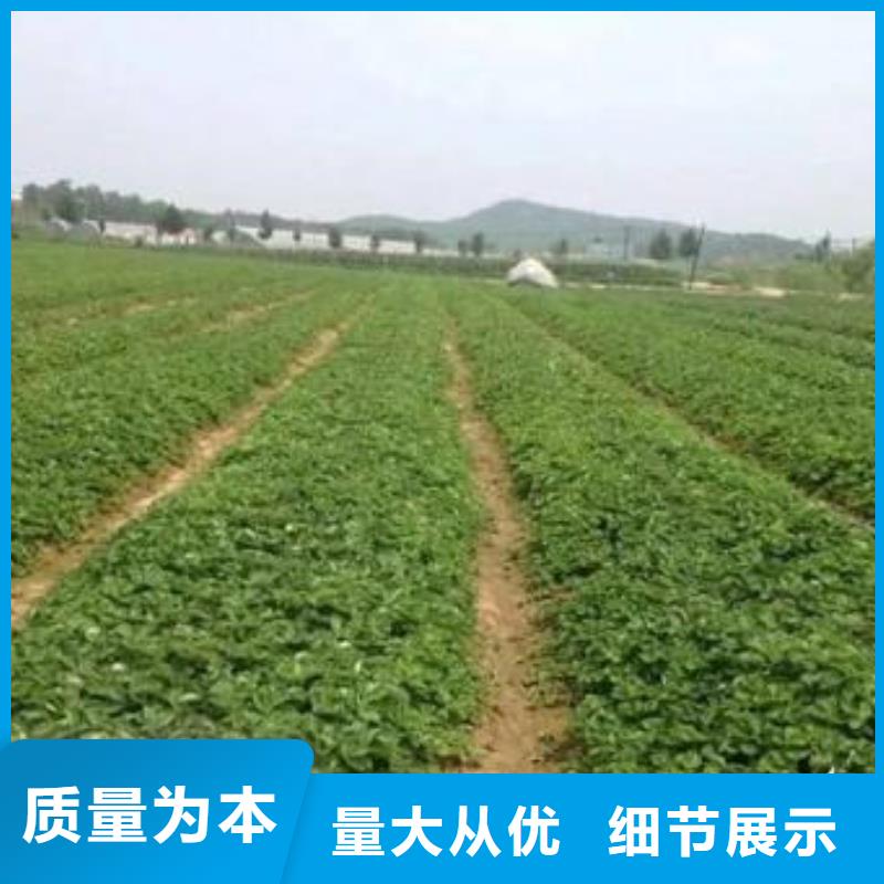 草莓苗梨树苗物流配货上门