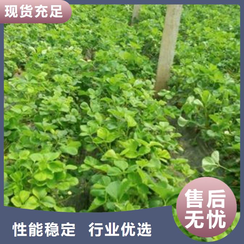 草莓苗苹果苗匠心制造