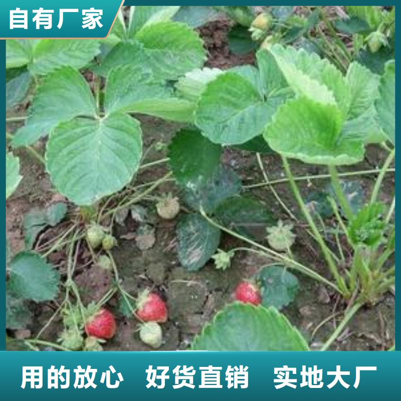 草莓苗梨树苗厂家现货供应
