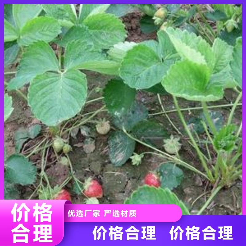 草莓苗苹果苗匠心制造