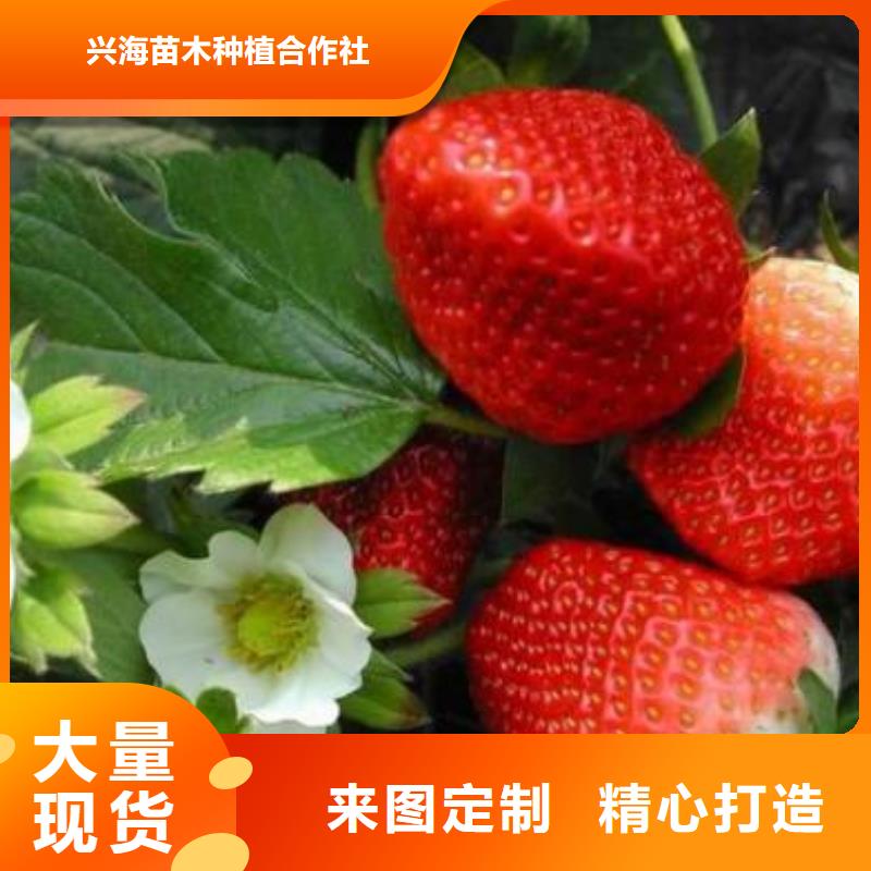 草莓苗花椒苗生产安装