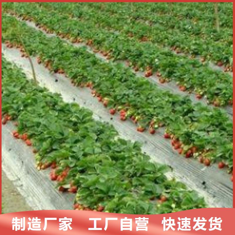 草莓苗花椒苗生产安装