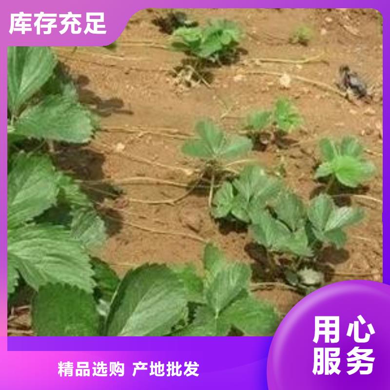草莓苗花椒苗生产安装