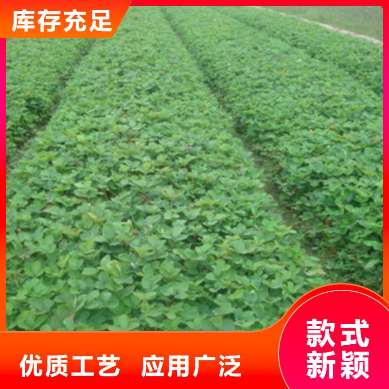 草莓苗花椒苗售后服务完善