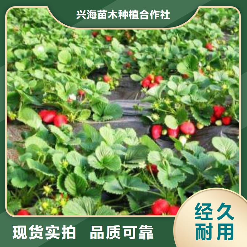 草莓苗花椒苗生产安装