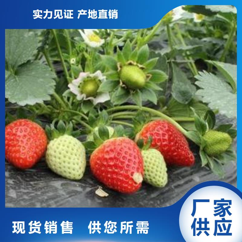 【草莓苗,梨树苗品质服务诚信为本】