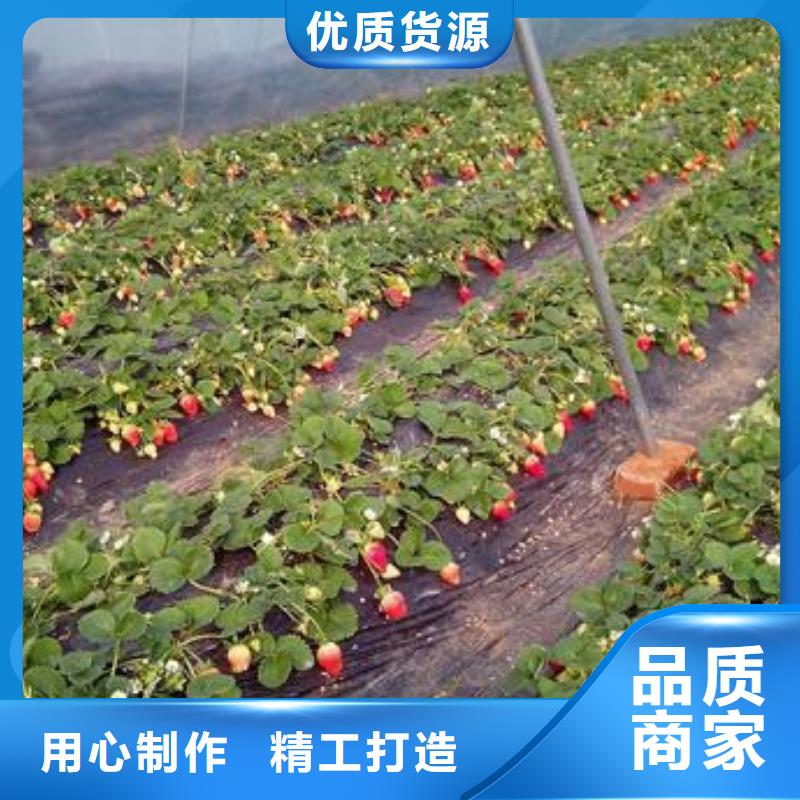 草莓苗花椒苗生产安装