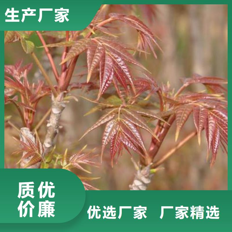 香椿苗山楂苗安装简单