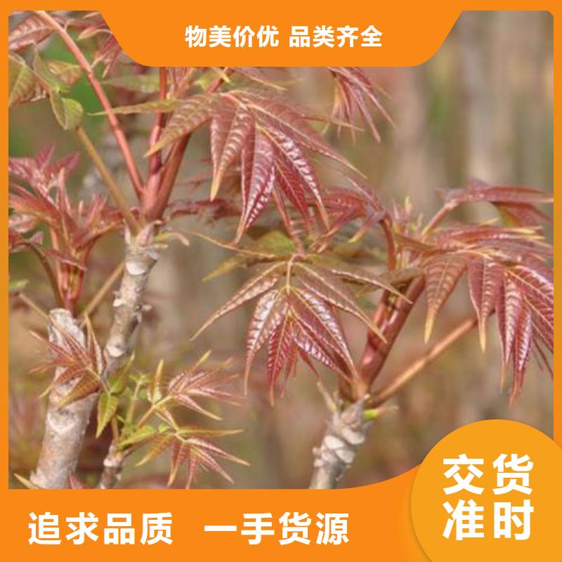 【香椿苗】山楂苗货源直供