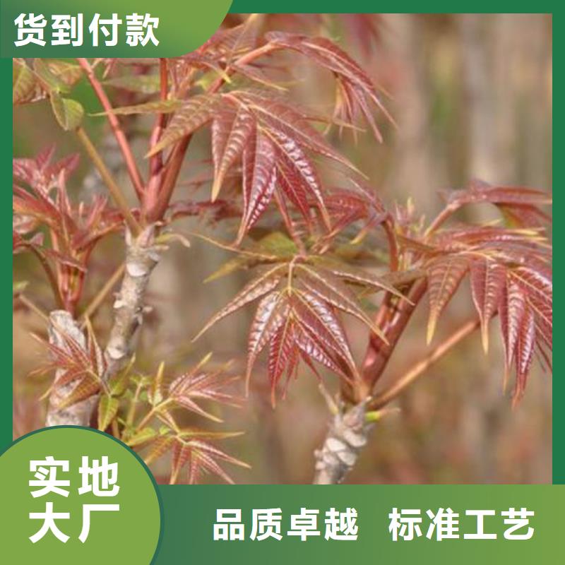 【香椿苗】梨树苗让利客户