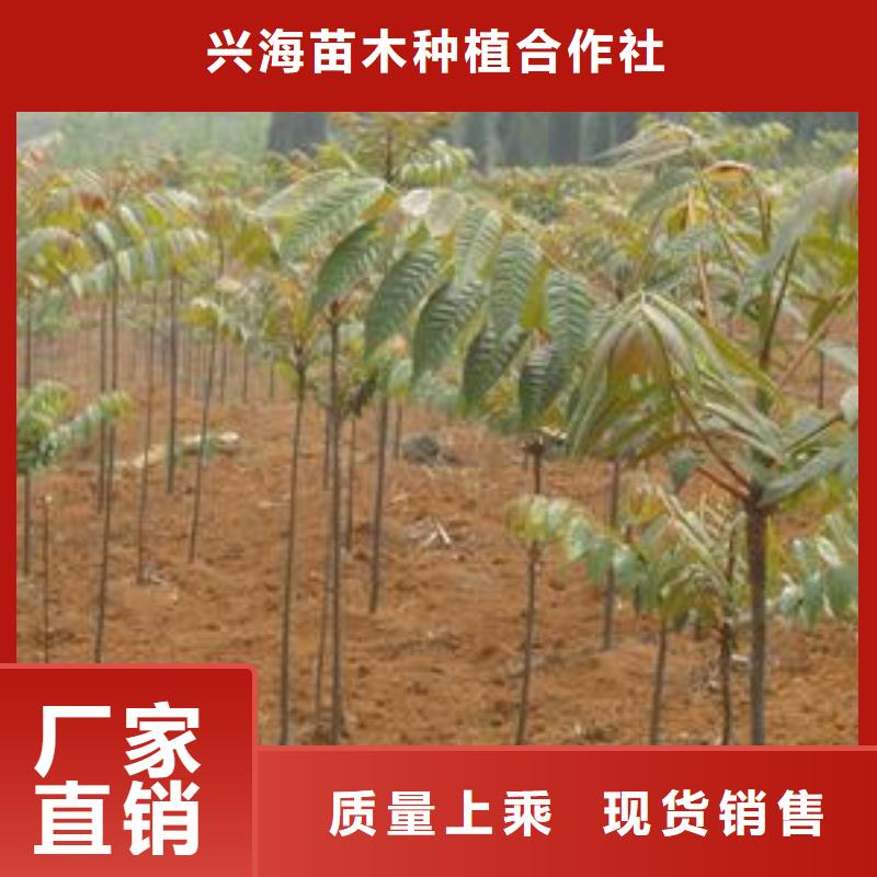 香椿苗板栗苗适用场景