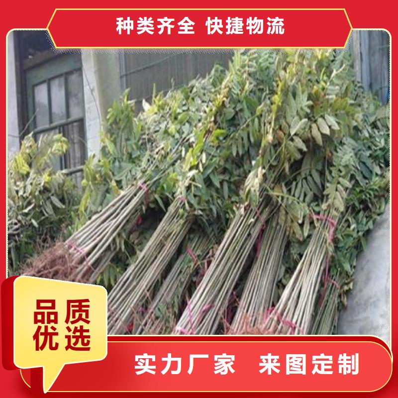 香椿苗山楂苗安装简单