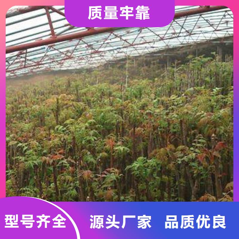 【香椿苗】梨树苗匠心打造