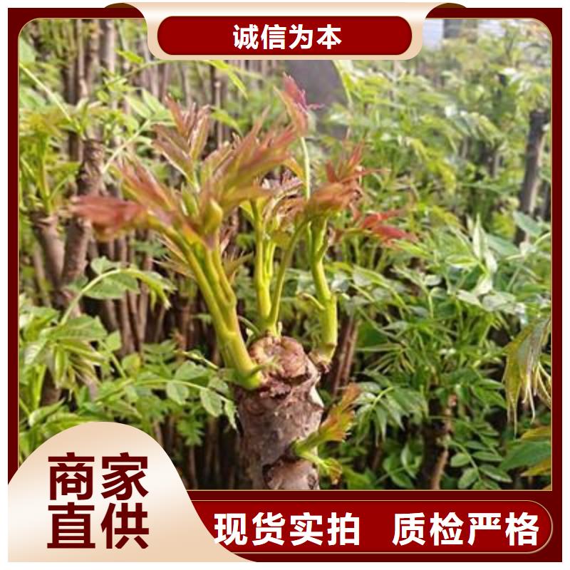 【香椿苗】梨树苗让利客户